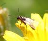 Tersilochinae inconnu